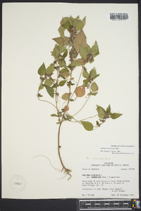 Acalypha rhombifolia image