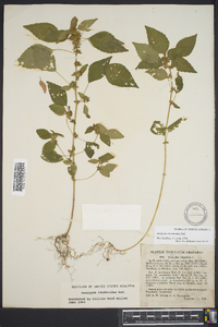 Acalypha rhombifolia image