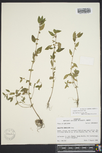 Acalypha rhombifolia image