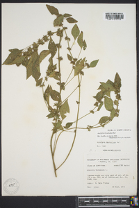 Acalypha rhombifolia image