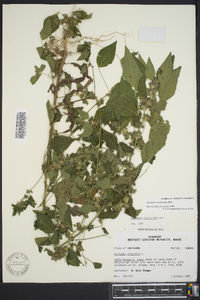 Acalypha rhombifolia image