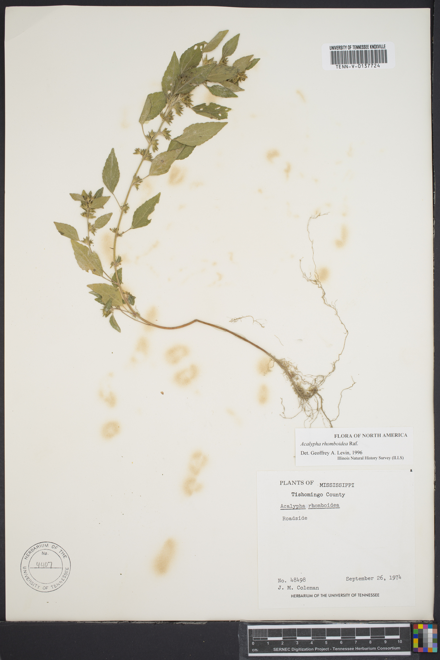 Acalypha rhombifolia image