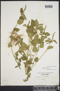 Acalypha setosa image