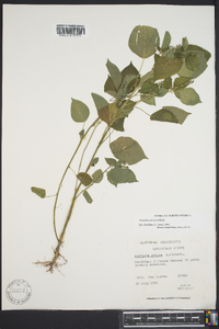 Acalypha setosa image