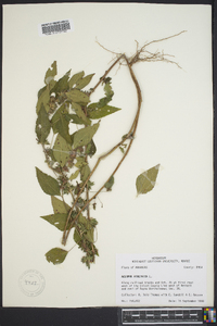 Acalypha virginica image