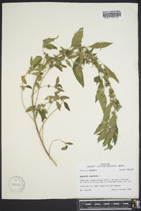 Acalypha virginica image