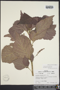 Acalypha wilkesiana image