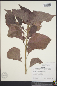 Acalypha wilkesiana image