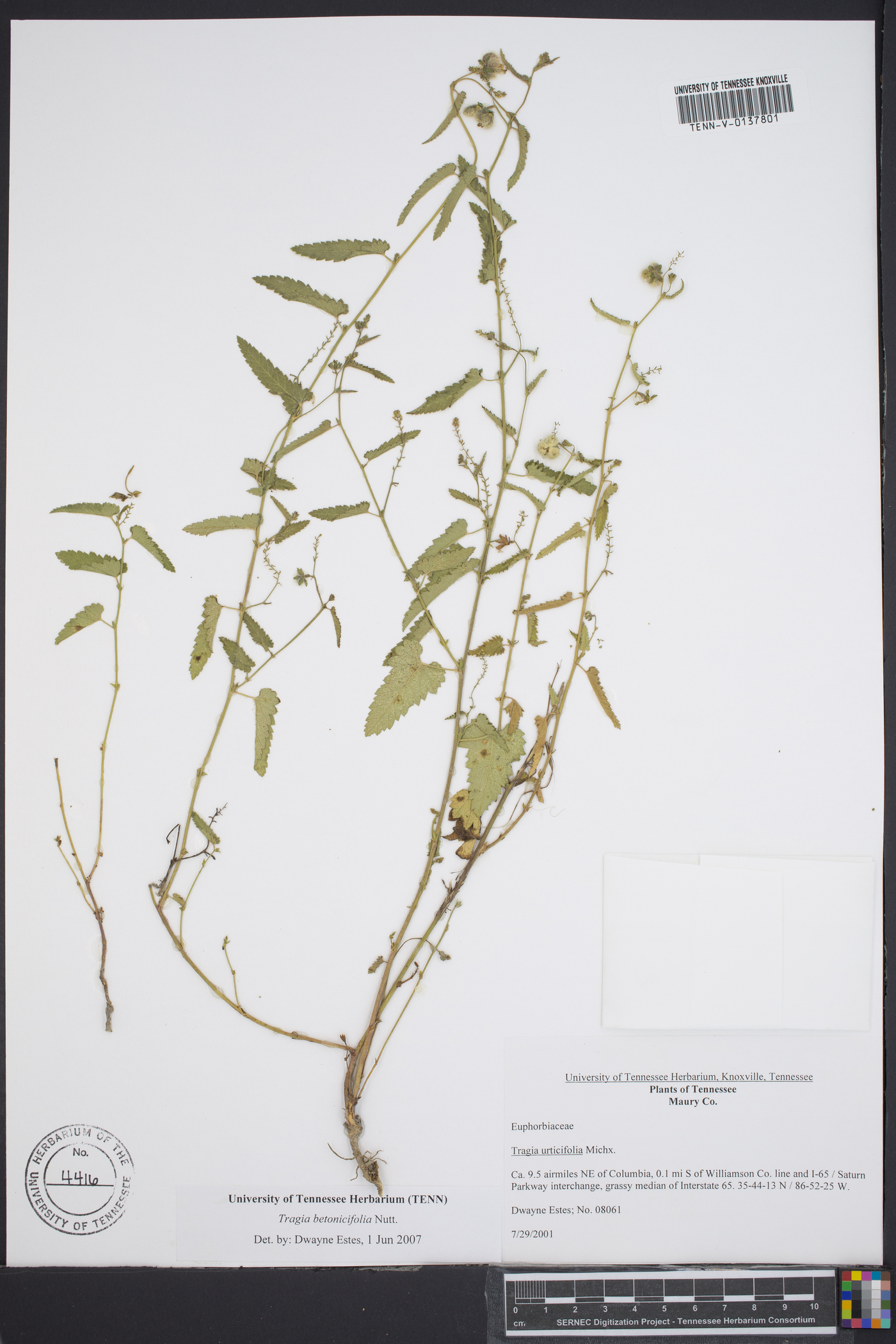 Tragia betonicifolia image