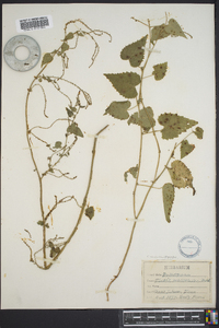 Tragia cordata image