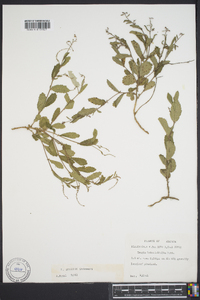 Tragia betonicifolia image