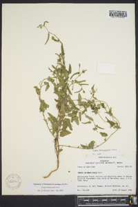 Tragia betonicifolia image