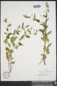 Tragia urticifolia image