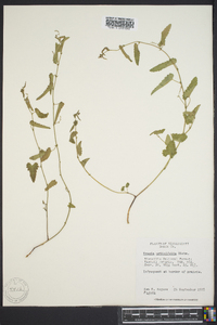 Tragia urticifolia image