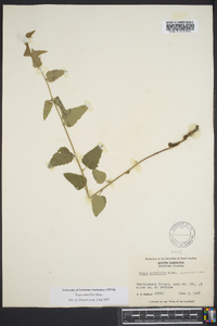 Tragia urticifolia image