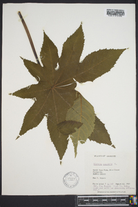 Ricinus communis image