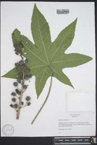 Ricinus communis image