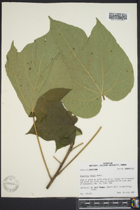 Aleurites fordii image