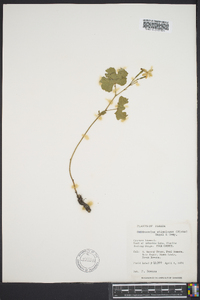 Cnidoscolus urens var. stimulosus image