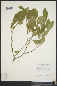 Sebastiania fruticosa image