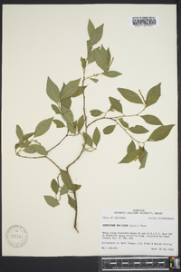 Sebastiania fruticosa image