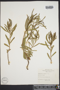 Stillingia aquatica image