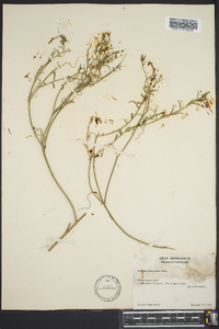 Stillingia linearifolia image