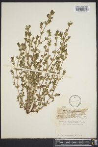 Euphorbia humistrata image