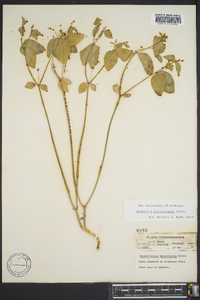 Euphorbia mercurialina image