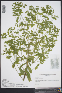 Euphorbia platyphyllos image