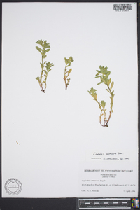 Euphorbia spathulata image