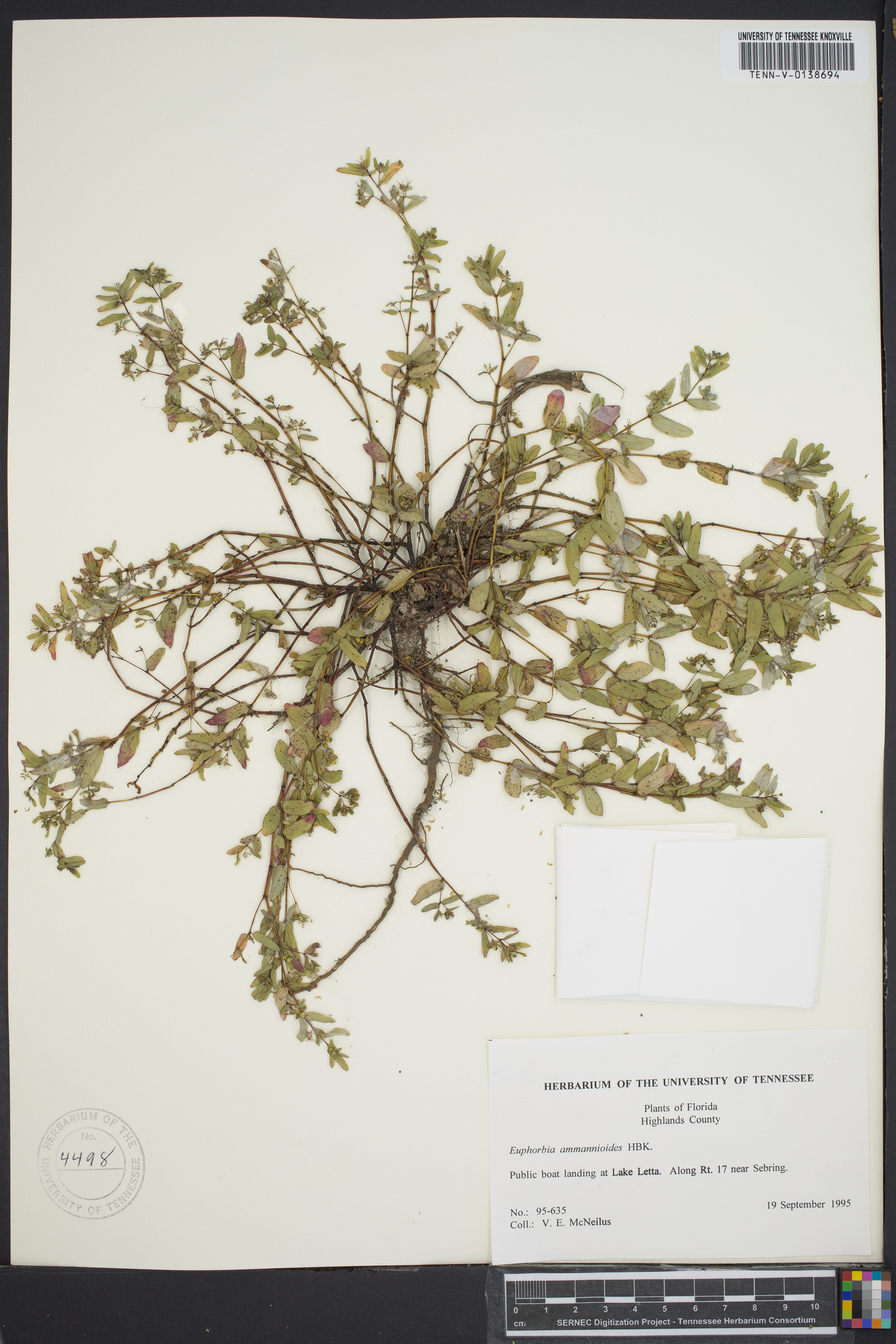 Euphorbia bombensis image