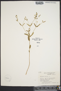 Euphorbia cordata image