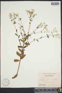 Euphorbia cordata image