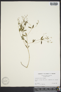 Euphorbia curtisii image