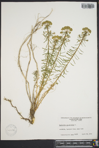 Euphorbia cyparissias image