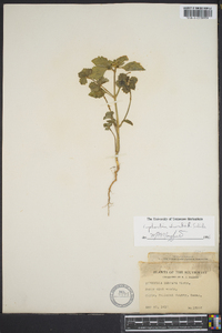 Euphorbia deltoidea image