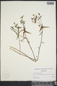 Euphorbia floridana image