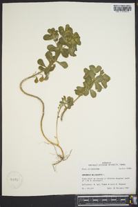 Euphorbia heterophylla image