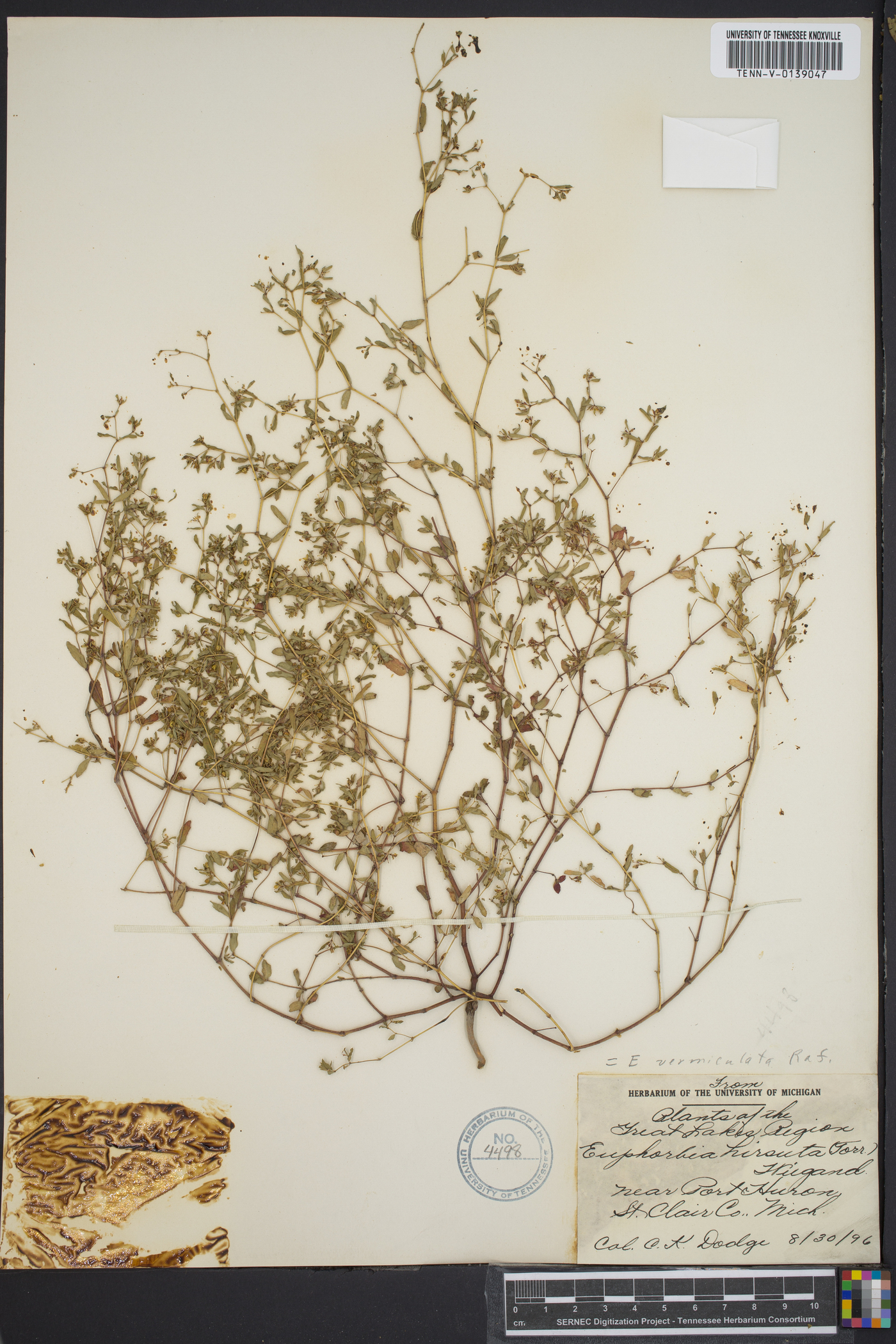 Euphorbia hirsuta image
