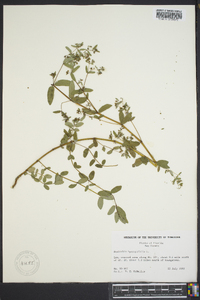 Chamaesyce hyssopifolia image