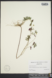 Chamaesyce hyssopifolia image