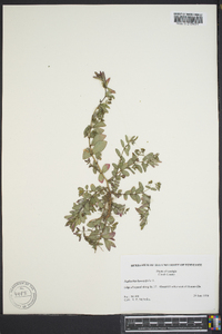 Chamaesyce hyssopifolia image