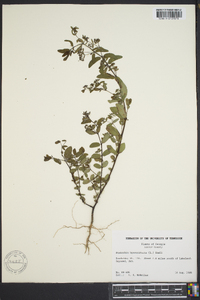 Chamaesyce hyssopifolia image