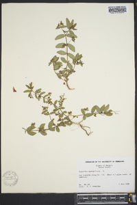 Chamaesyce hyssopifolia image