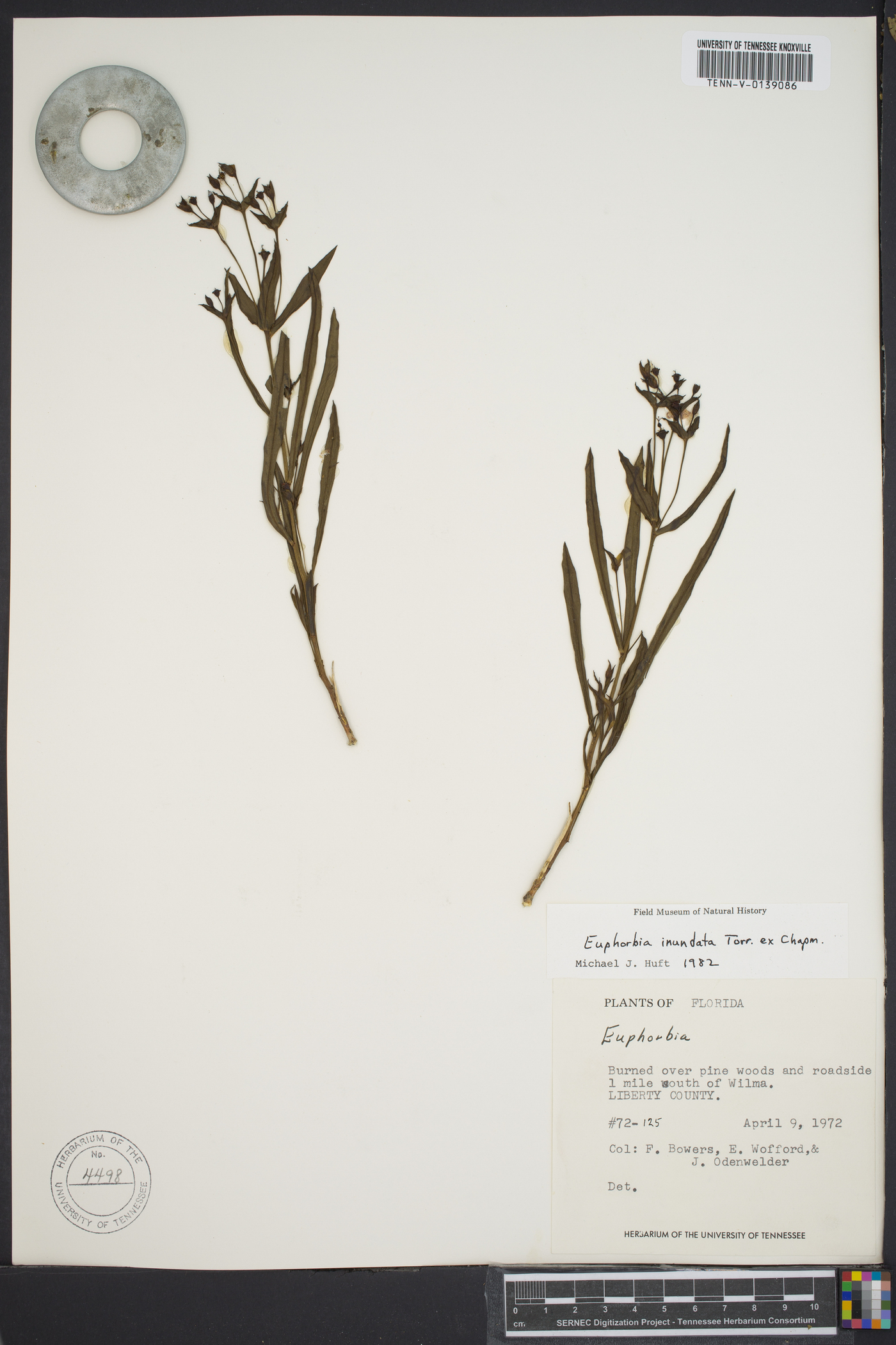 Euphorbia inundata image