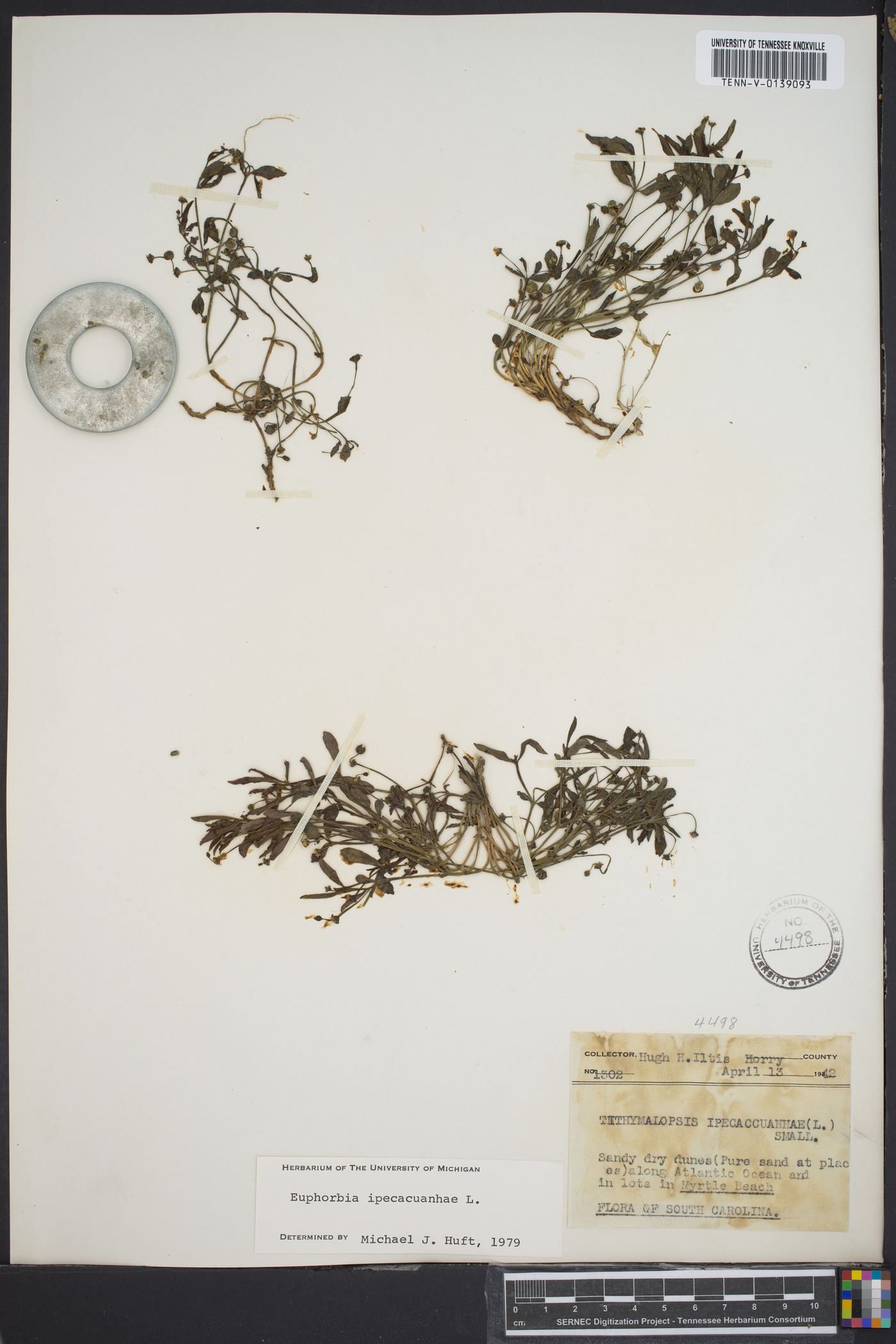 Euphorbia ipecacuanhae image