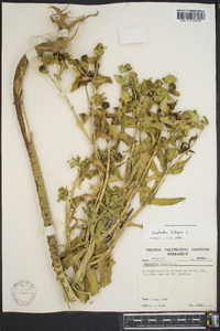 Euphorbia lathyris image