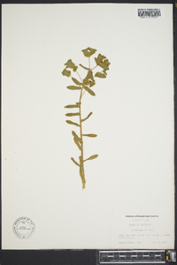 Euphorbia spathulata image