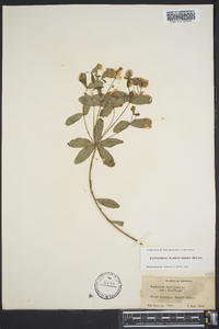 Euphorbia pubentissima image